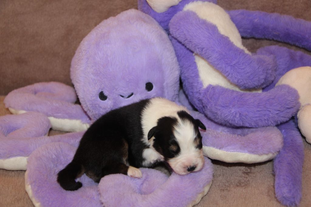 Na Caorrun - Chiots disponibles - Berger Australien