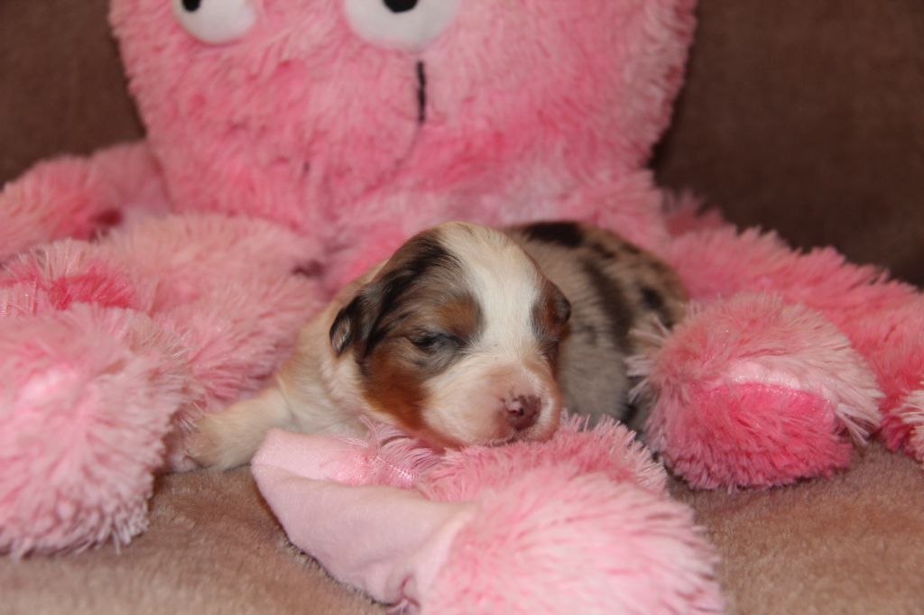 Na Caorrun - Chiots disponibles - Berger Australien