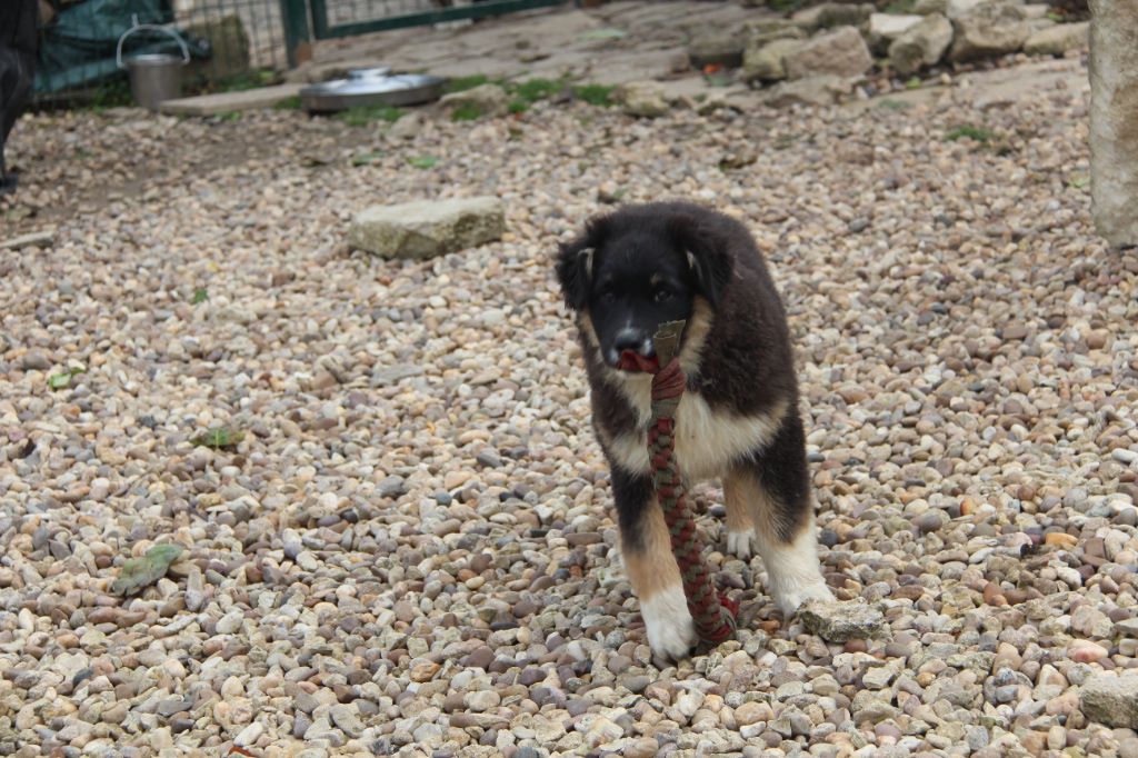 Na Caorrun - Chiots disponibles - Berger Australien