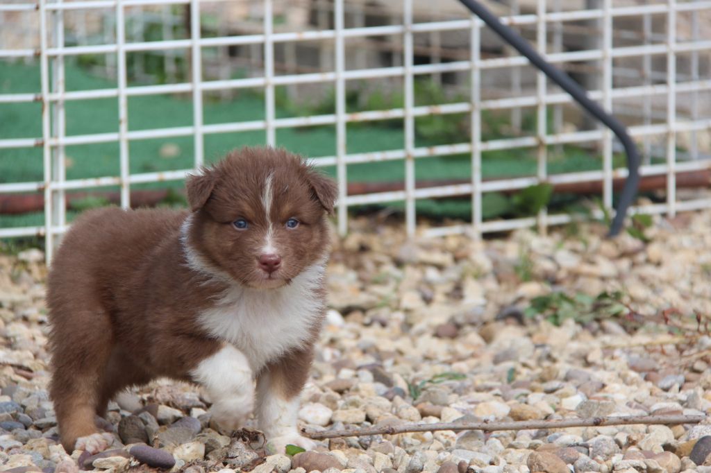 Na Caorrun - Chiots disponibles - Berger Australien