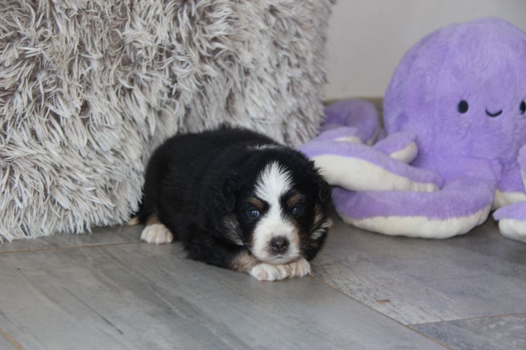 Na Caorrun - Chiots disponibles - Berger Américain Miniature 