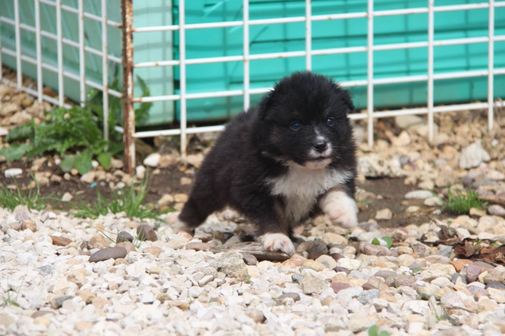 Na Caorrun - Chiots disponibles - Berger Australien