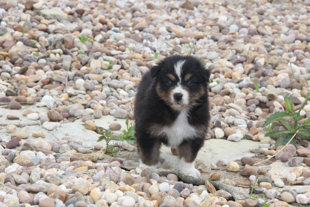 Na Caorrun - Chiots disponibles - Berger Australien