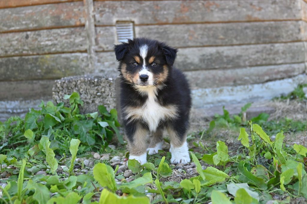 Na Caorrun - Chiots disponibles - Berger Australien