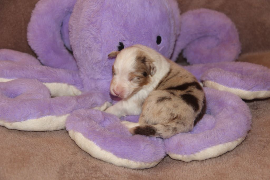 Na Caorrun - Chiots disponibles - Berger Australien
