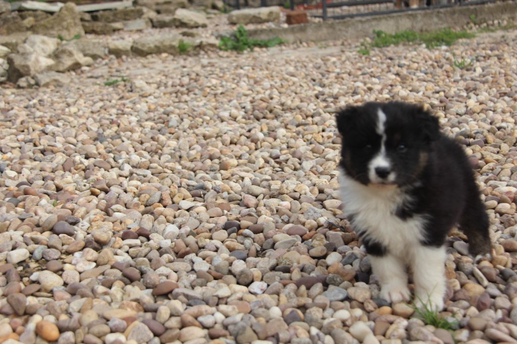 Na Caorrun - Chiots disponibles - Berger Australien