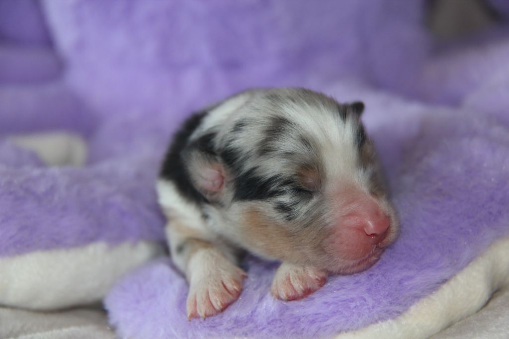 Na Caorrun - Chiots disponibles - Berger Australien