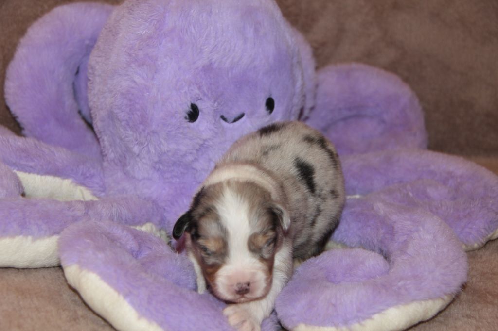 Na Caorrun - Chiots disponibles - Berger Australien
