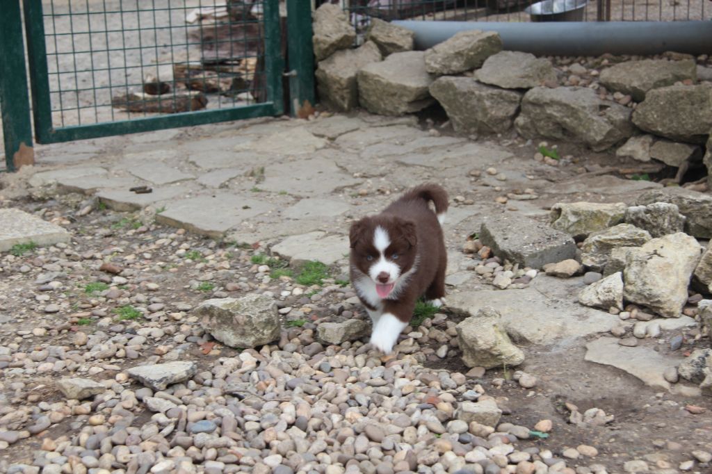 Na Caorrun - Chiots disponibles - Berger Américain Miniature 