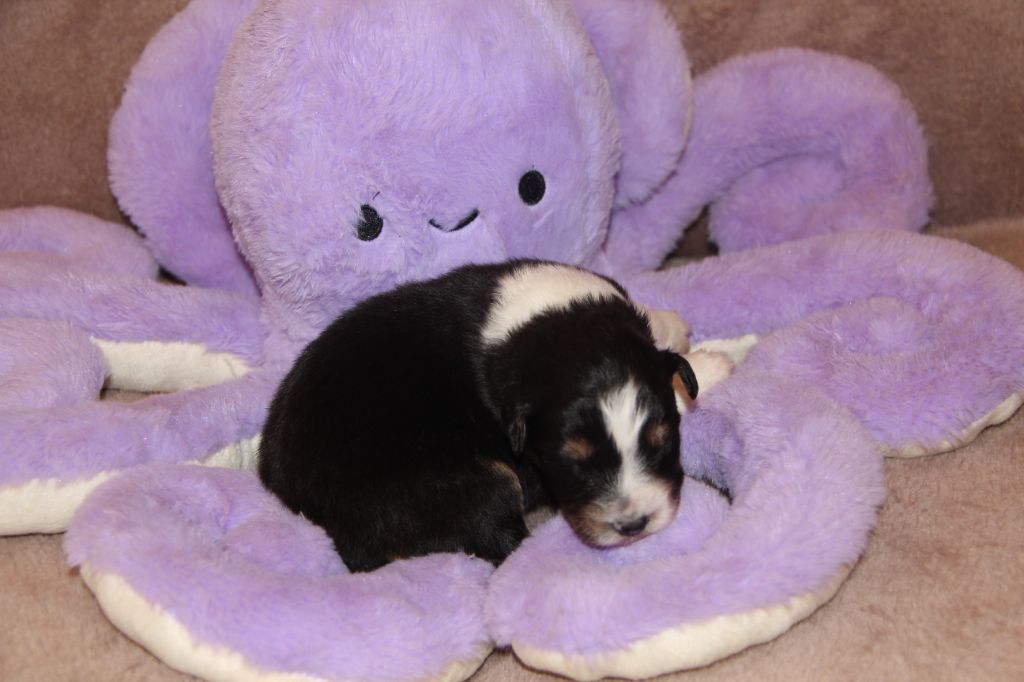 Na Caorrun - Chiots disponibles - Berger Australien