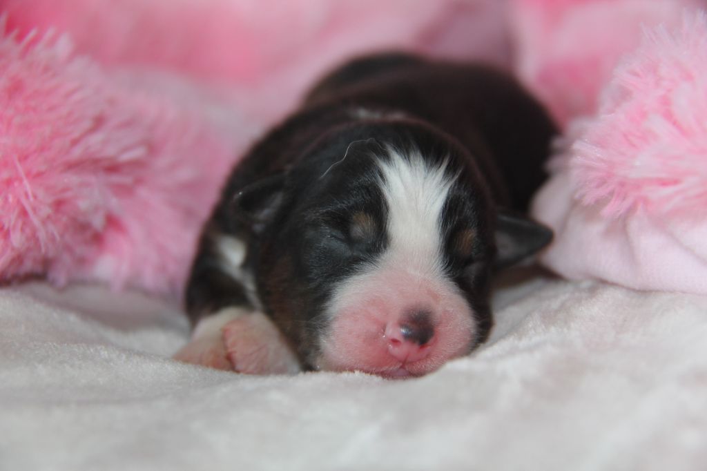 Na Caorrun - Chiots disponibles - Berger Australien