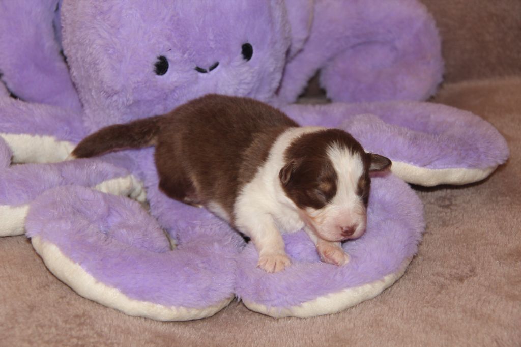 Na Caorrun - Chiots disponibles - Berger Australien
