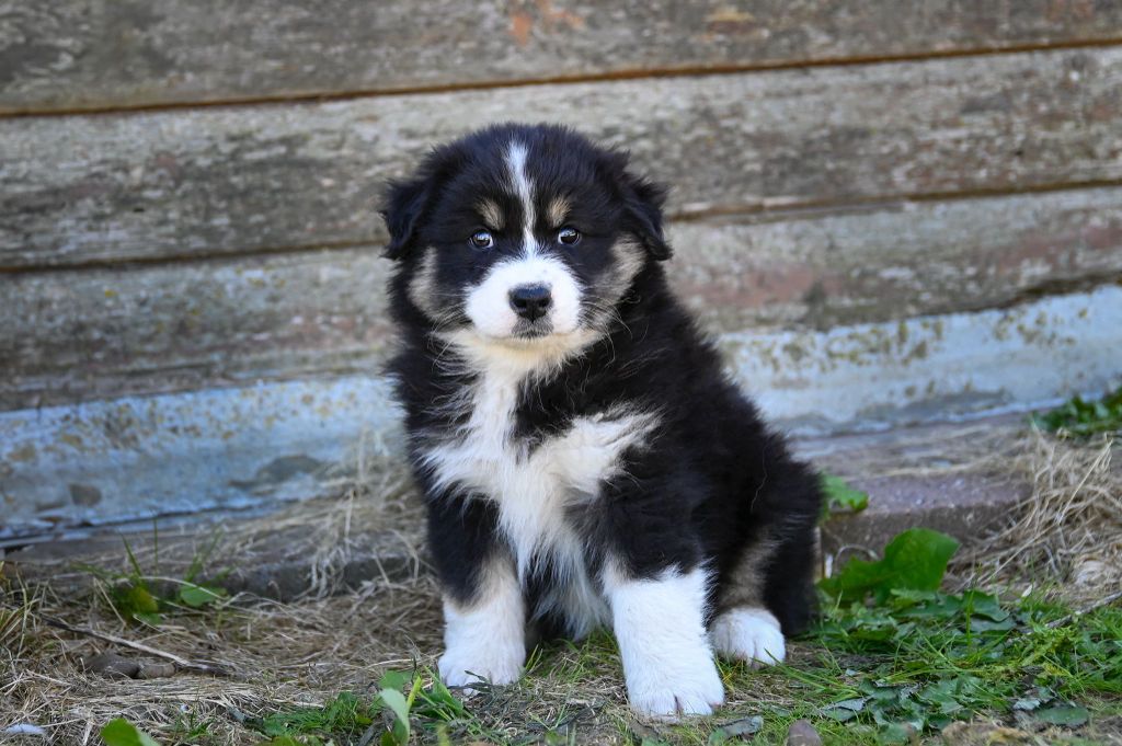Na Caorrun - Chiots disponibles - Berger Australien