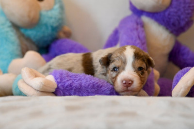 Chiot N°2