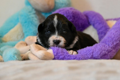 Chiot N°3