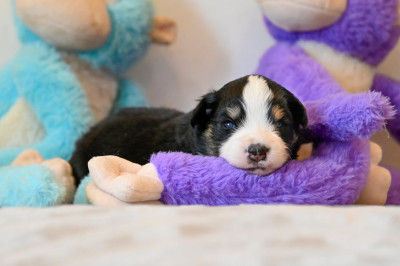 Chiot N°4