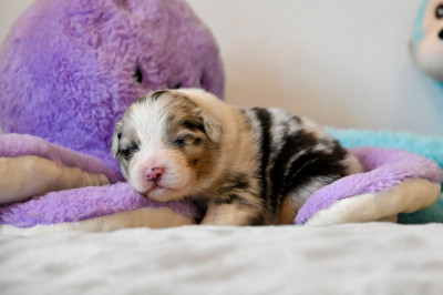 Chiot N°1