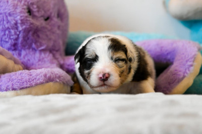 Chiot N°2