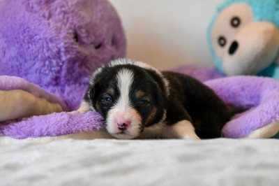 Chiot N°3