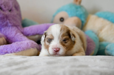 Chiot N°5