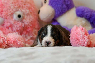 Chiot N°8