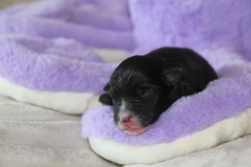 Na Caorrun - Chiots disponibles - Berger Australien