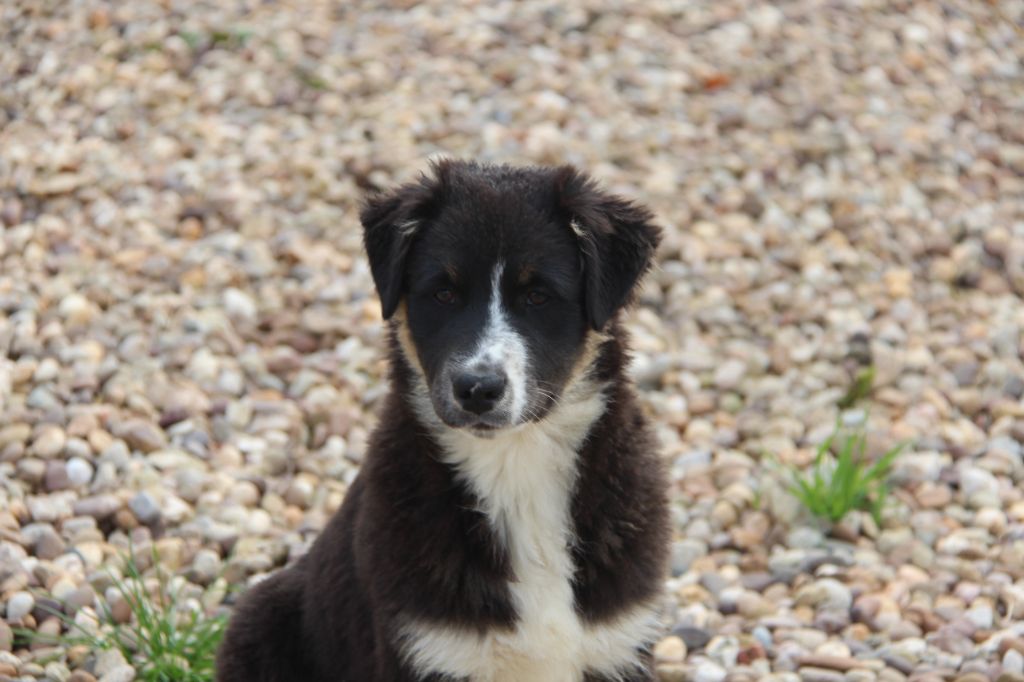 Na Caorrun - Chiots disponibles - Berger Australien