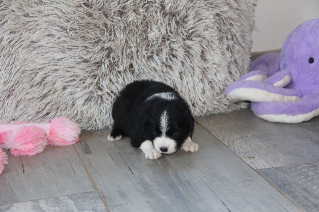 Na Caorrun - Chiots disponibles - Berger Américain Miniature 