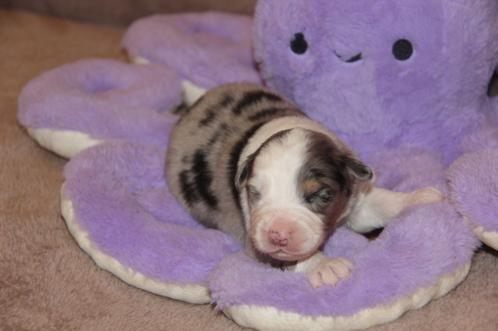 Na Caorrun - Chiots disponibles - Berger Australien