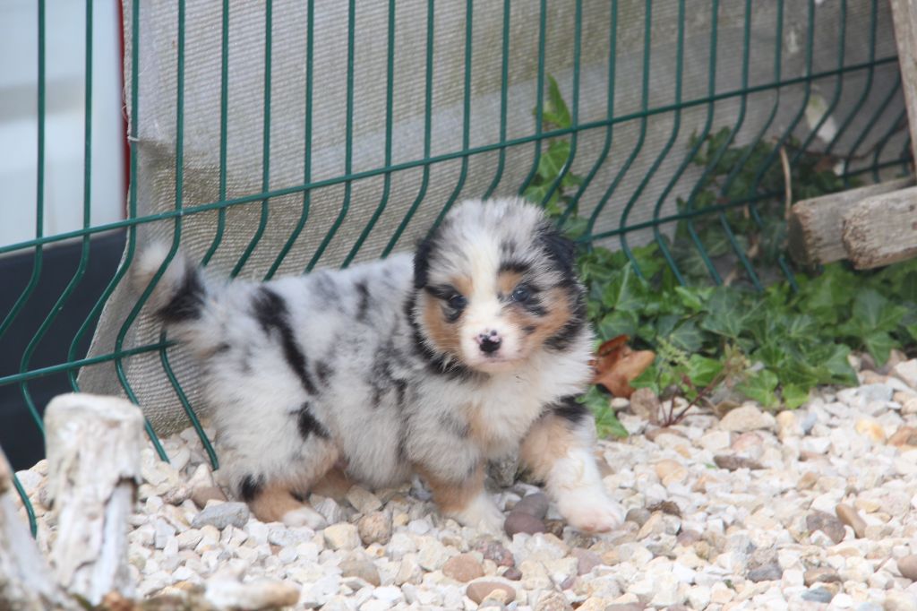 Na Caorrun - Chiots disponibles - Berger Australien