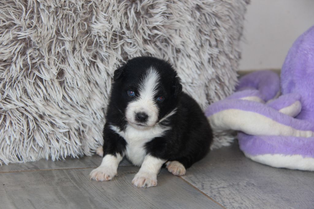 Na Caorrun - Chiots disponibles - Berger Américain Miniature 