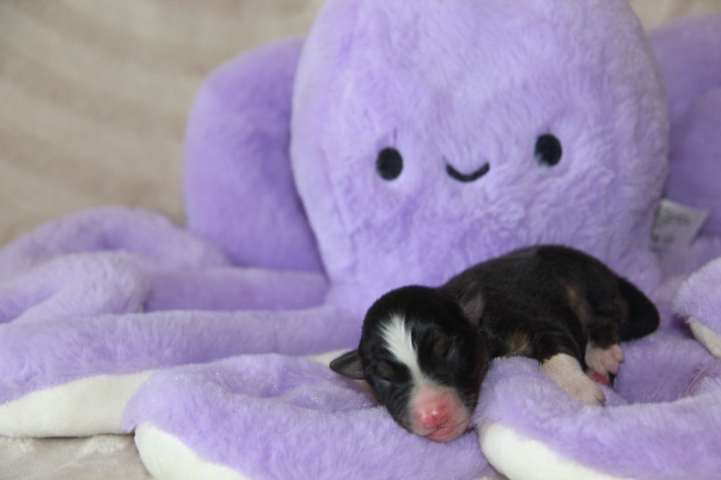 Na Caorrun - Chiots disponibles - Berger Australien