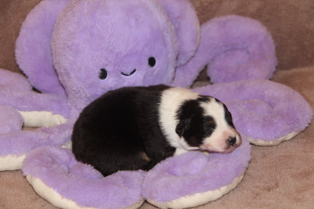 Na Caorrun - Chiots disponibles - Berger Australien