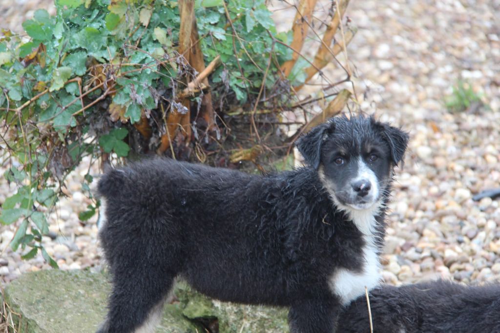 Na Caorrun - Chiots disponibles - Berger Australien