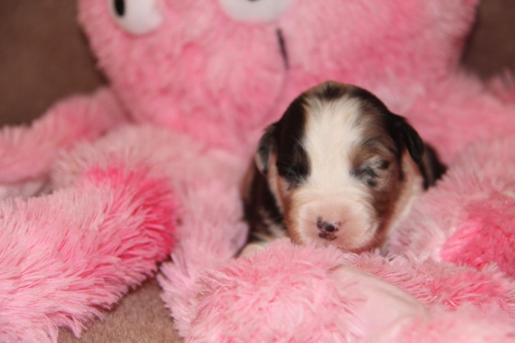 Na Caorrun - Chiots disponibles - Berger Australien