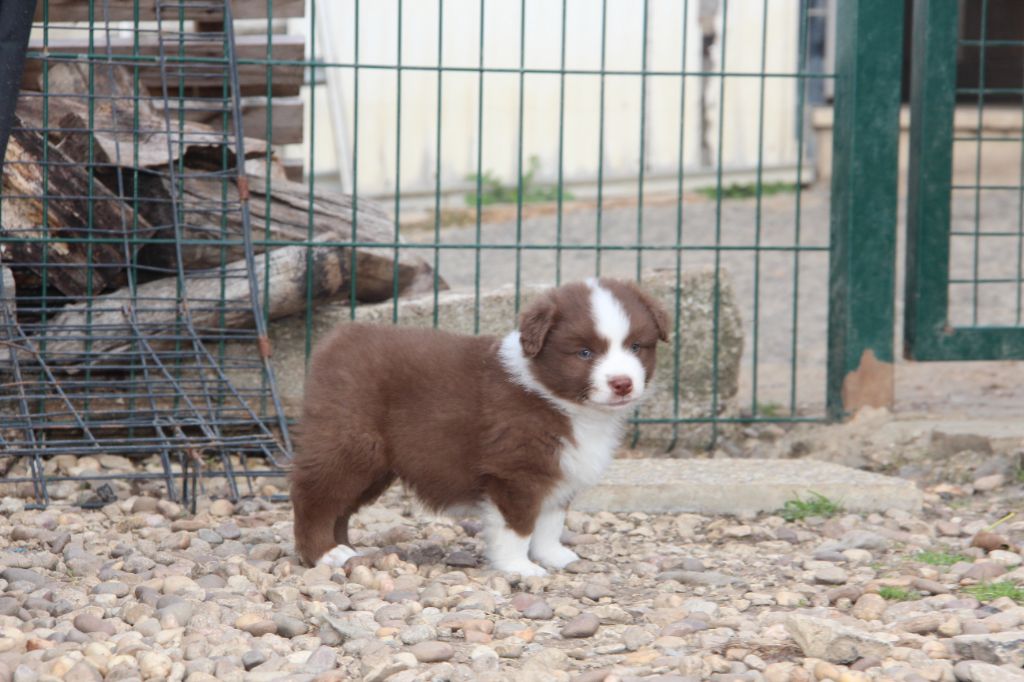 Na Caorrun - Chiots disponibles - Berger Américain Miniature 
