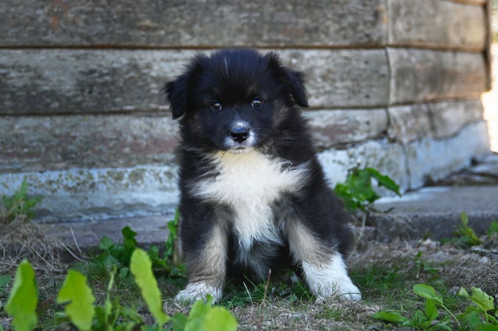 Na Caorrun - Chiots disponibles - Berger Australien