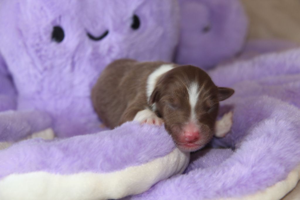 Na Caorrun - Chiots disponibles - Berger Australien