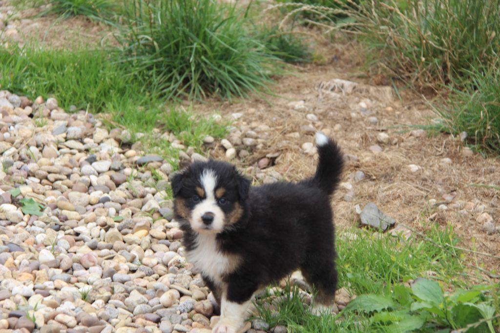 Na Caorrun - Chiots disponibles - Berger Australien