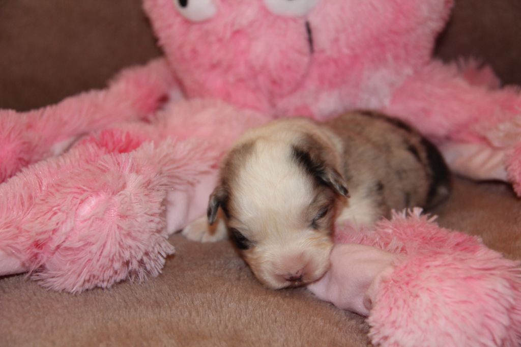 Na Caorrun - Chiots disponibles - Berger Australien