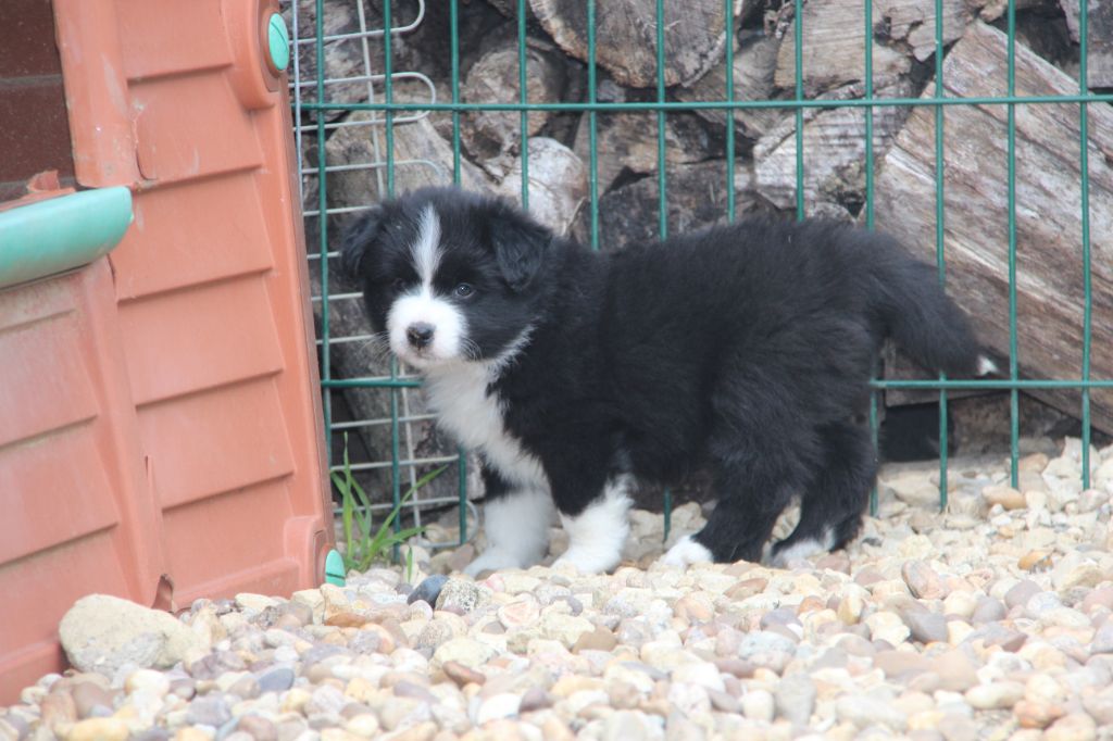 Na Caorrun - Chiots disponibles - Berger Américain Miniature 