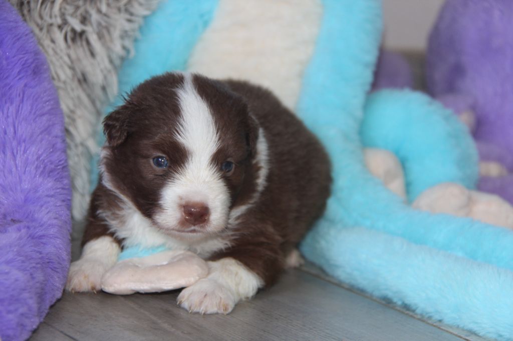 Na Caorrun - Chiots disponibles - Berger Américain Miniature 